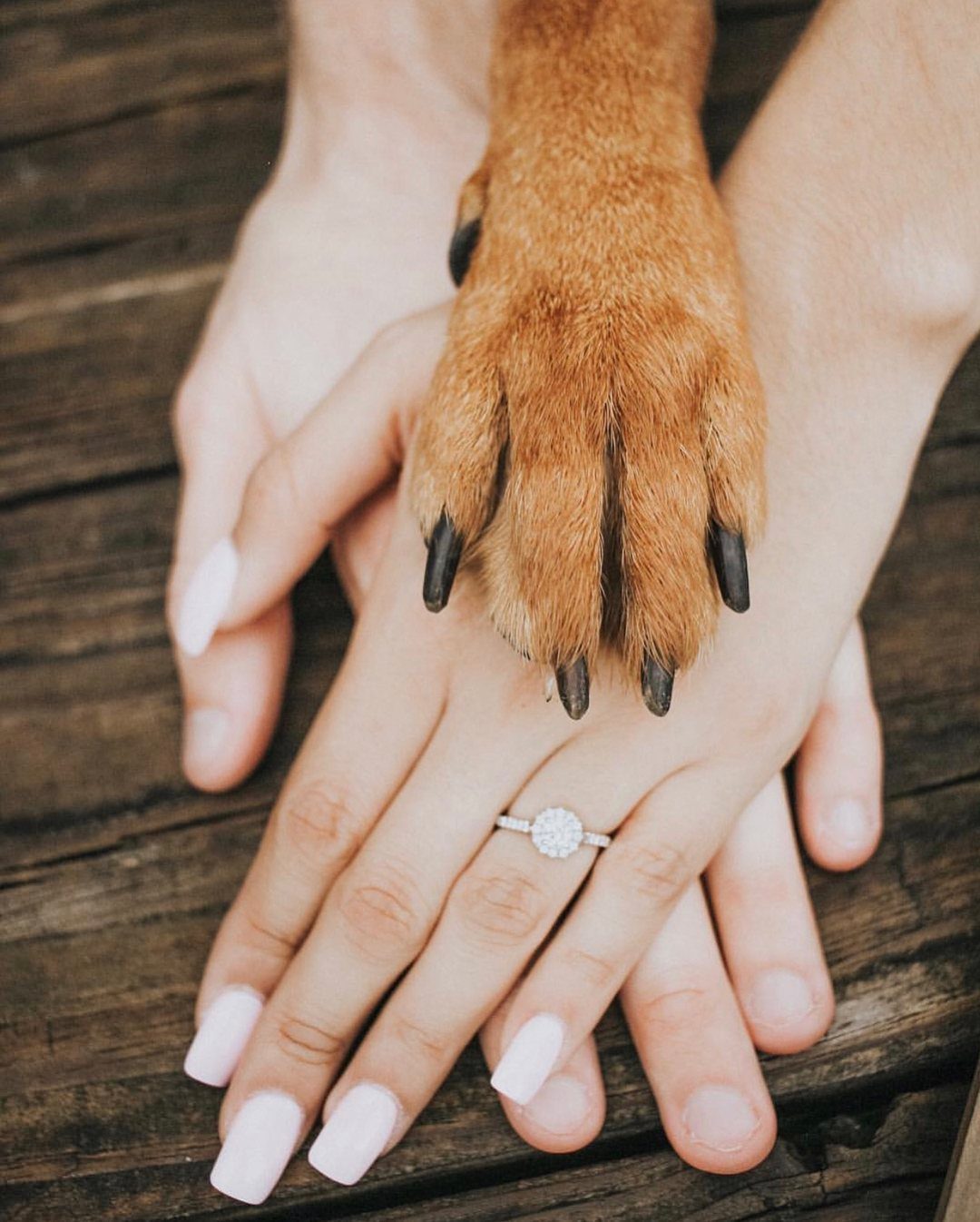 Brown dog paw resting on hands with a diamond engagement ring on wood