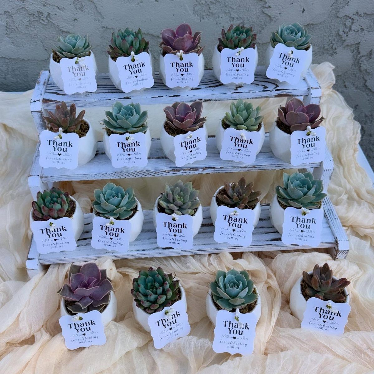 Mini succulents in white pots with thank you tags on a wooden stand
