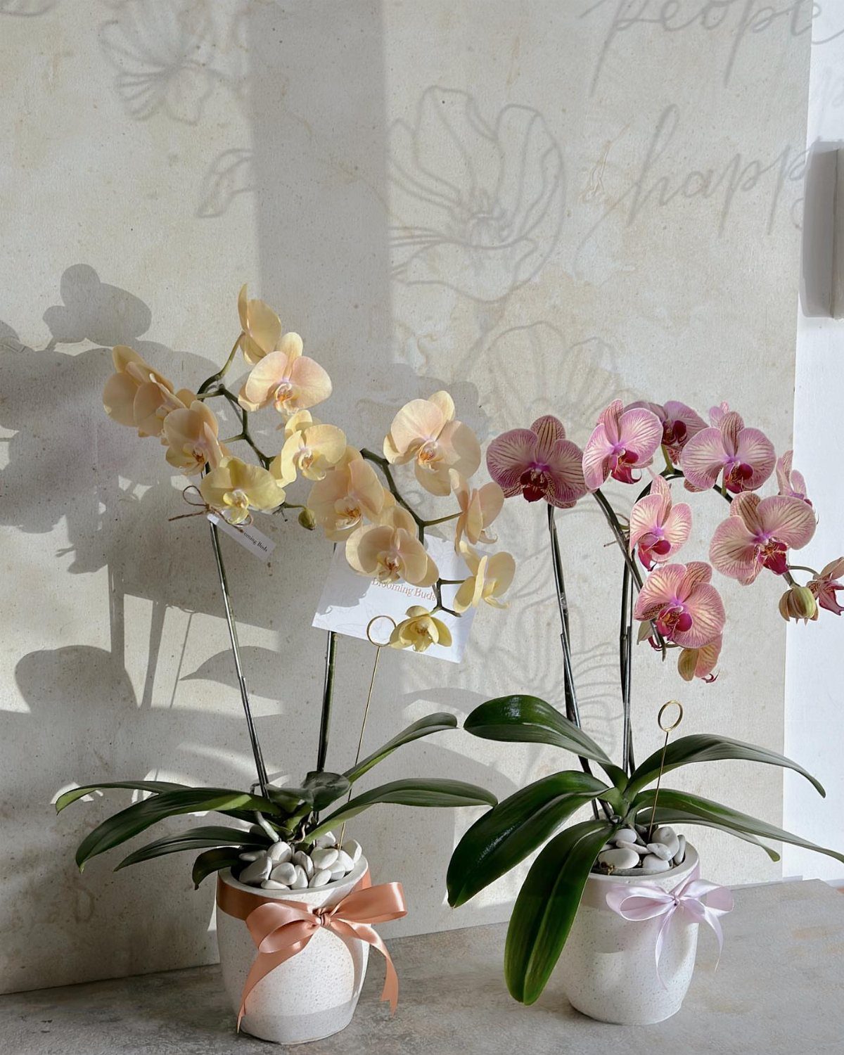 Two potted orchids with yellow and pink flowers in white ribboned pots.