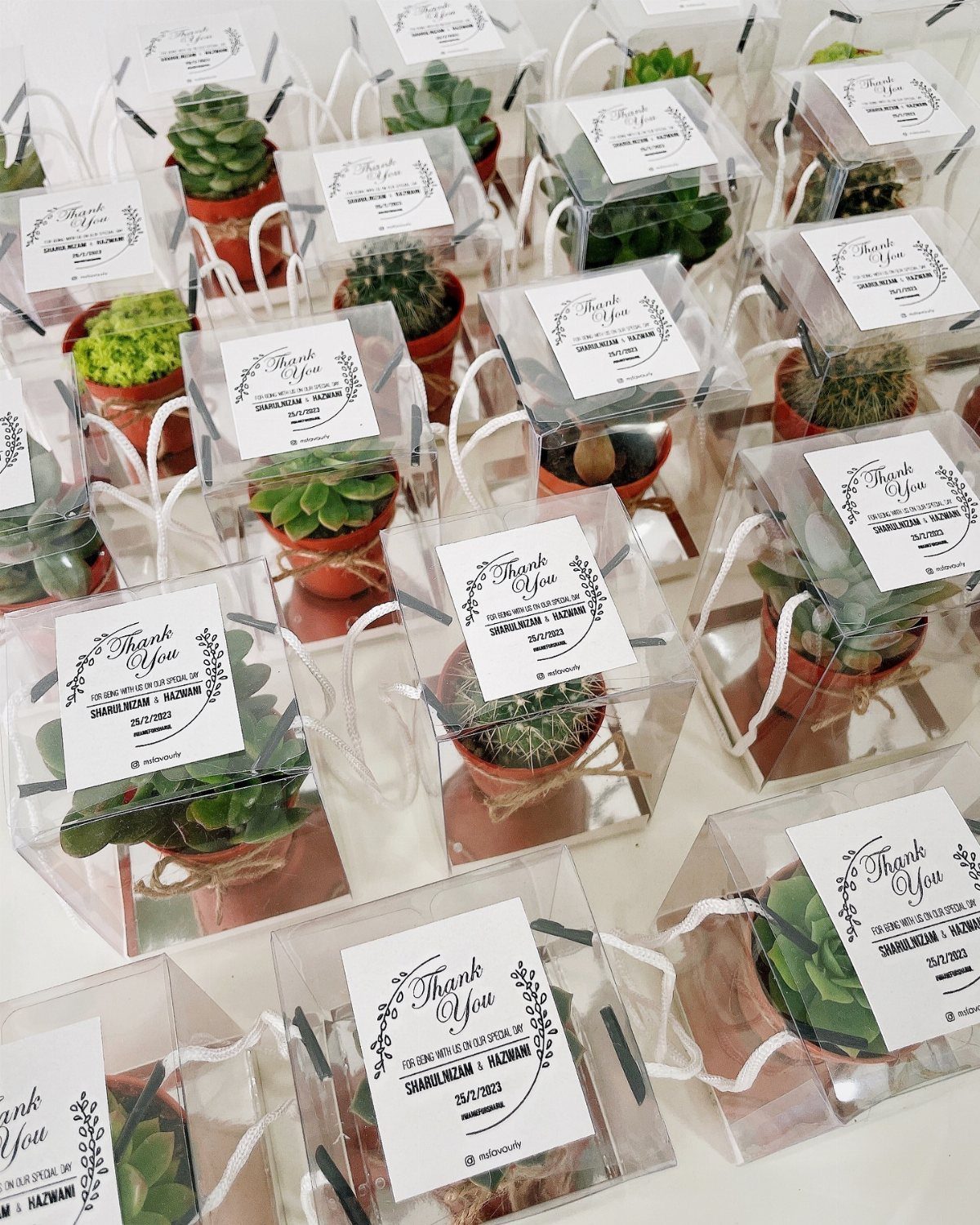 Small succulent plants in terracotta pots inside clear gift boxes with thank you tags
