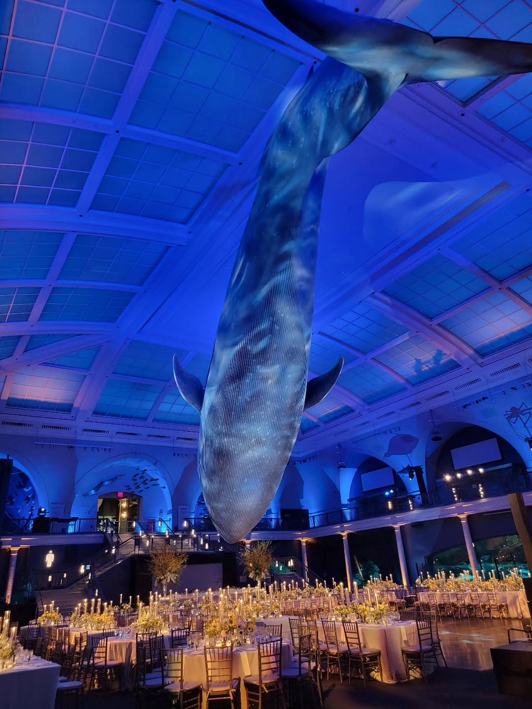 Giant blue whale sculpture hanging over elegant wedding banquet tables in a museum